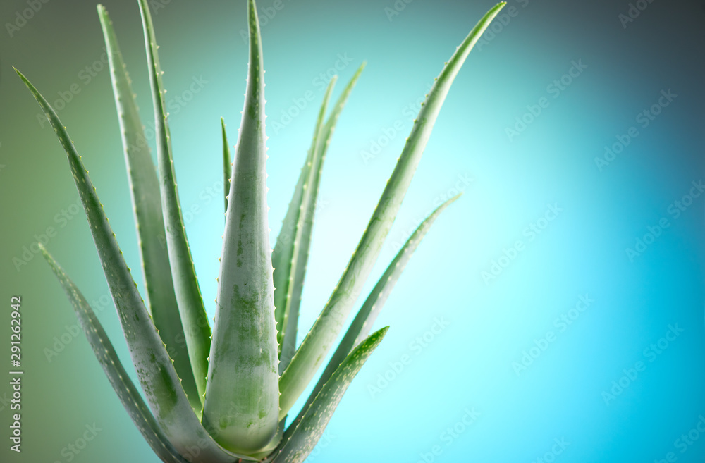 Aloe Vera closeup. Aloevera plant, natural organic renewal cosmetics,  alternative medicine. Aloe Vera leaf close-up. Skin care concept,  moisturizing. On blue background foto de Stock | Adobe Stock