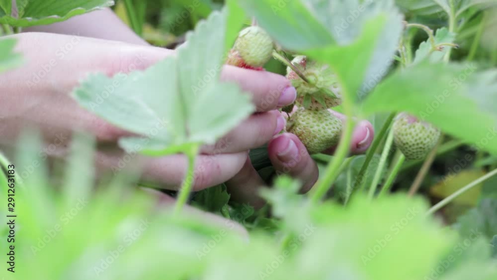 Close-up of female hands collecting in the palm of a ripe red strawberry from green plants in the garden. Healthy food concept Close-up of female hands collecting in the palm of a ripe red strawberry from green plants in the garden. Healthy food concept