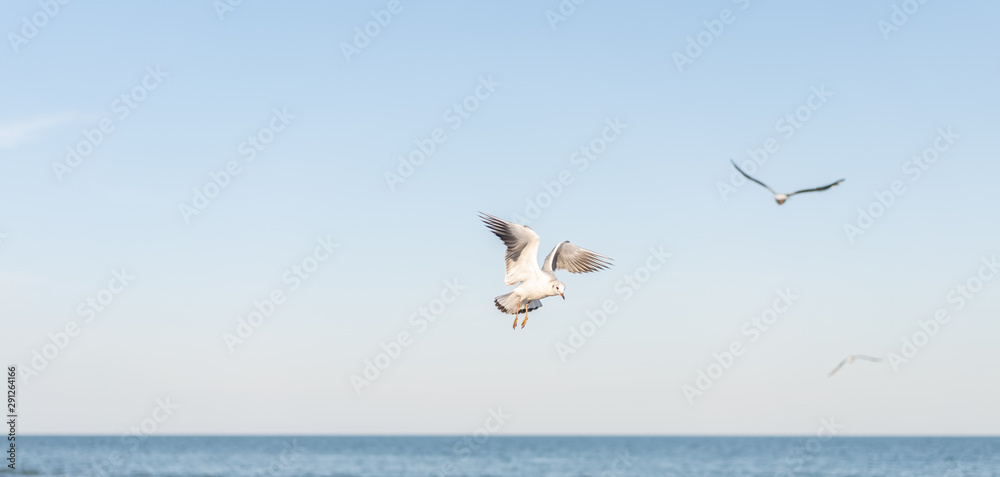 Several beautiful white seagull fly over water surface of the sea.