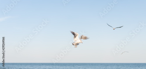 Several beautiful white seagull fly over water surface of the sea.