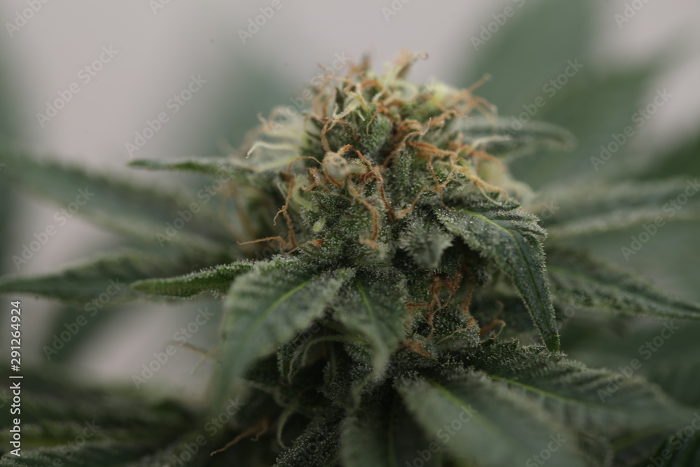 study of cannabis in a scientific laboratory growing medical marijuana study of cannabis in a scientific laboratory growing medical marijuana