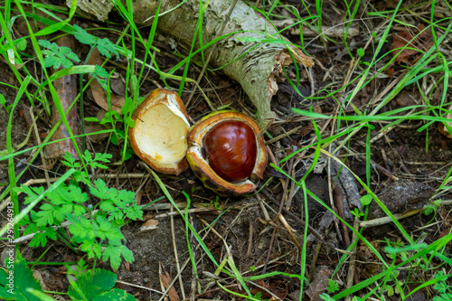 ripe horse-chestnut (Aesculus hippocastanum) with peel.