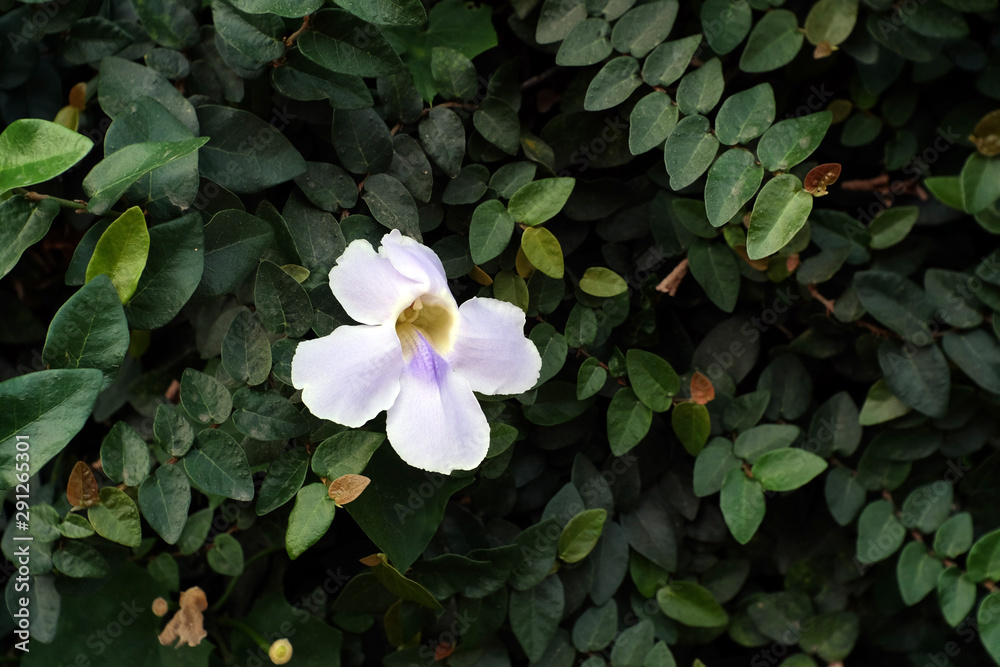 Natural background with closeup flower and leaf Natural background with closeup flower and leaf