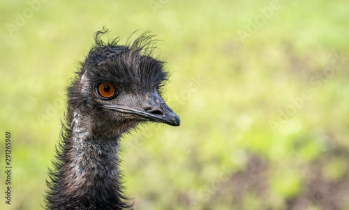 Emu Portrait (Captive)
