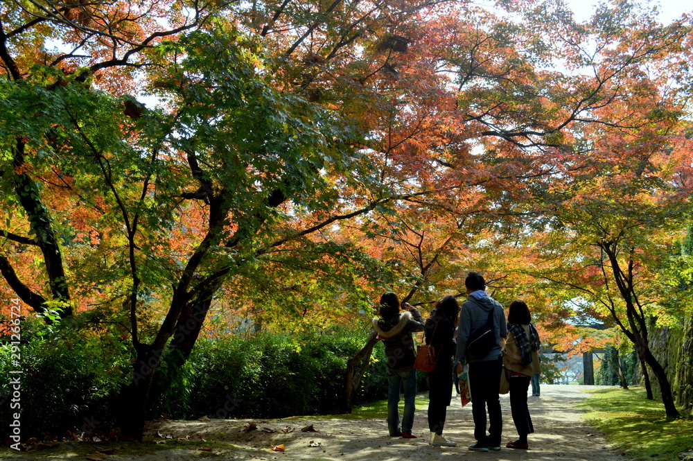 日本の紅葉　