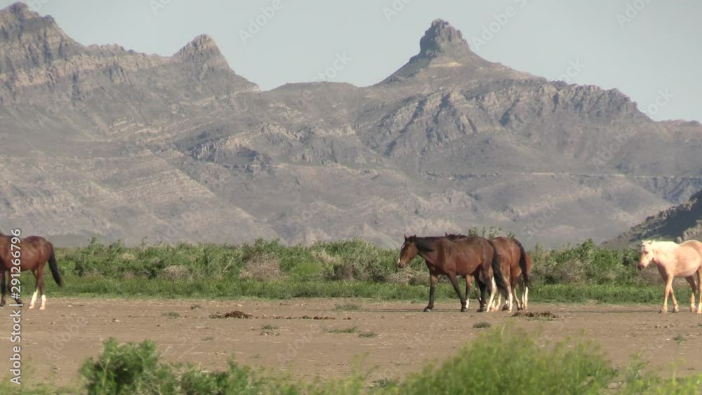 Wild Horses in the Utah West Desert in Spring Wild Horses in the Utah West Desert in Spring