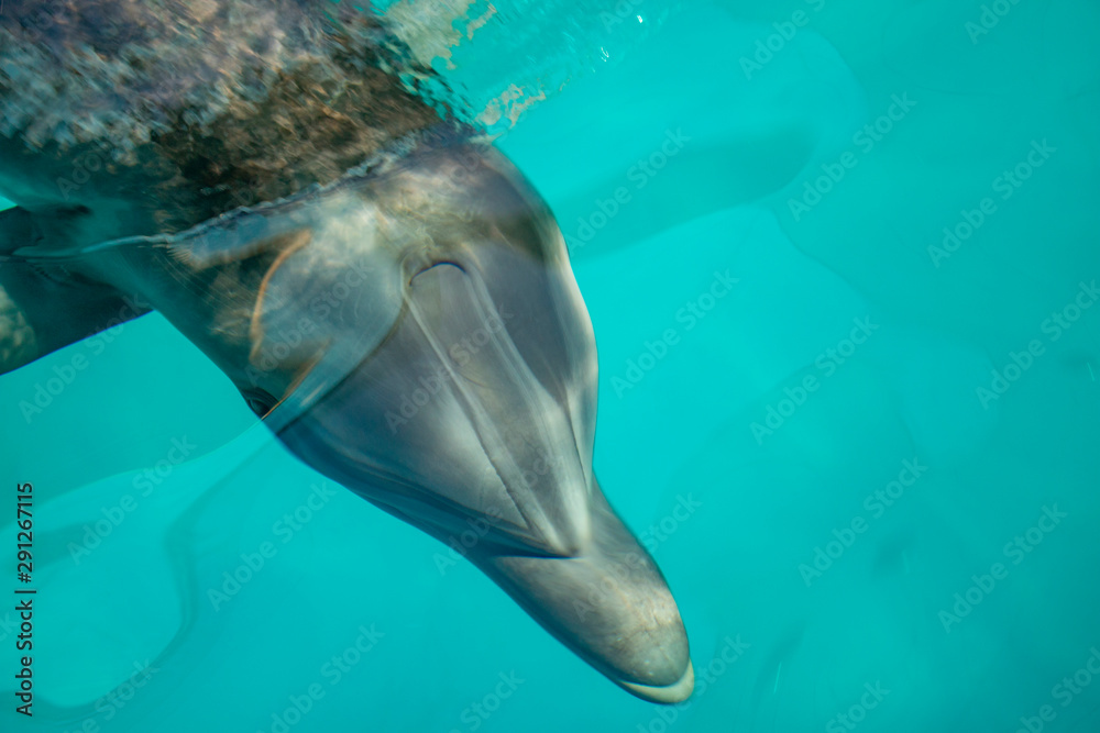 Fototapeta premium Dolphin head looks very beautiful in clear water