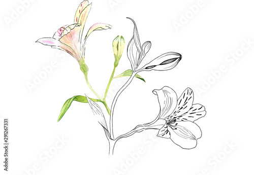 Alstroemeria flowers on a twig, pink flowers on a white background, realistic botanical drawing by hand, watercolor and ink. print for wallpaper, textiles, wrapping paper and other.