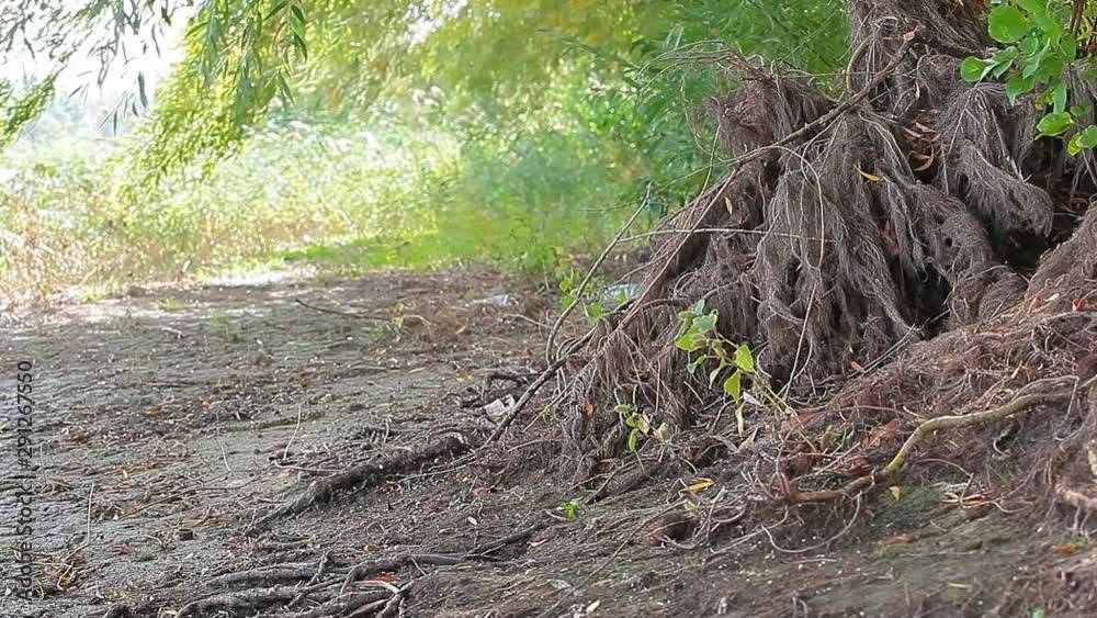 tree root wind forest background tree root wind forest background