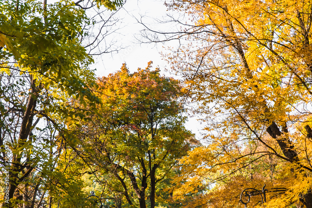 autumn is coming tree with green yellow leaves and empty branches