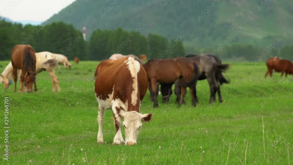 Cows grazing on alpine meadow at the foot of mountains. Picturesque day, gorgeous scene. Europe. Ecology concept. Beauty world. Shooting in 4K video. Cows grazing on alpine meadow at the foot of mountains. Picturesque day, gorgeous scene. Europe. Ecology concept. Beauty world. Shooting in 4K video.