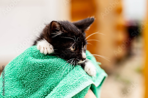 black and white kitten in a green towel in human hand photo