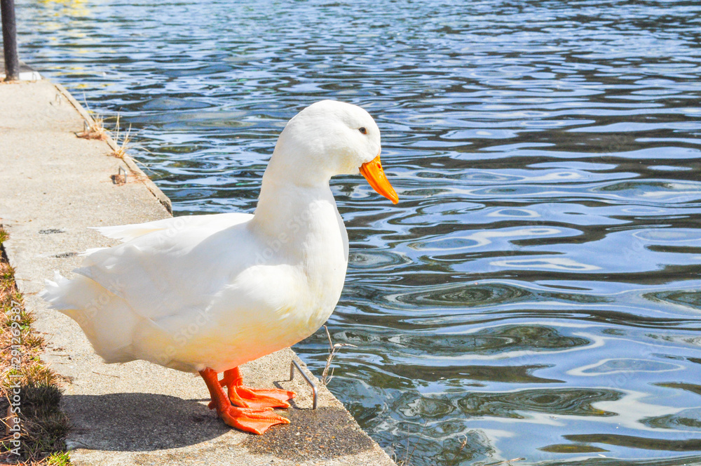 Duck standing on waterside of pond