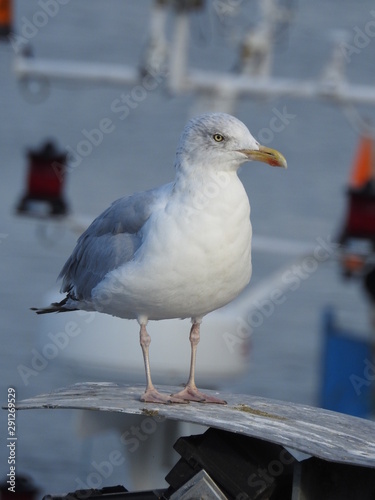 goéland