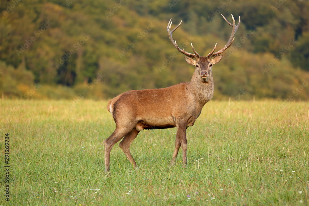 Red deer (cervus elaphus) stands on a meadow near the forest. Red deer (cervus elaphus) stands on a meadow near the forest.