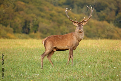 Red deer (cervus elaphus) stands on a meadow near the forest.