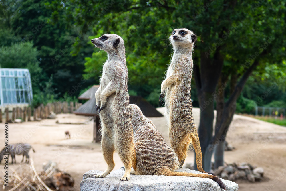 Beautiful meerkats on the stone. Wild animals. Beautiful meerkats on the stone. Wild animals.