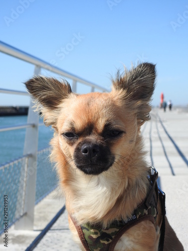 chihuahua