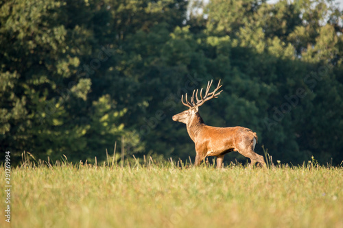 Red deer (cervus elaphus) stands on a meadow near the forest.