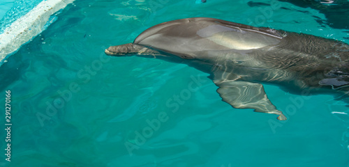 Dolphins swam to the platform and wait for a man to ride on the water