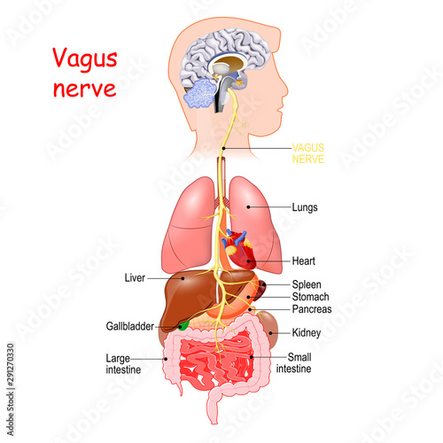 vagus nerve. autonomic nervous system photo