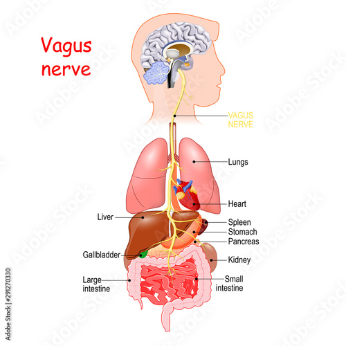 vagus nerve. autonomic nervous system
