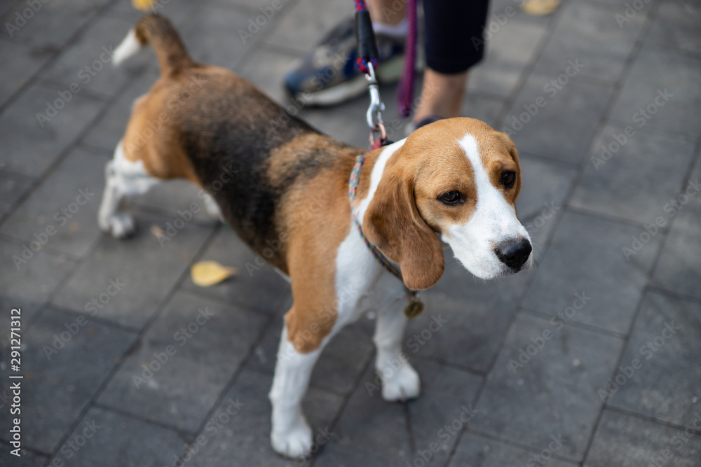 Beagle is a breed of hunting dogs bred in the UK. The Beagle is the smallest of the dogs. This breed was created for hunting rabbits on foot.