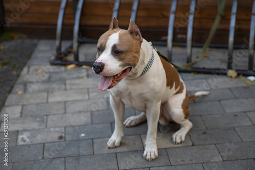 The American Pit Bull Terrier is the most dangerous breed of dog in the world. Fighting Bull Terrier.