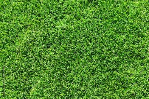 Green grass lawn or field background