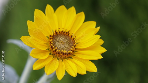 向日葵（ひまわり）