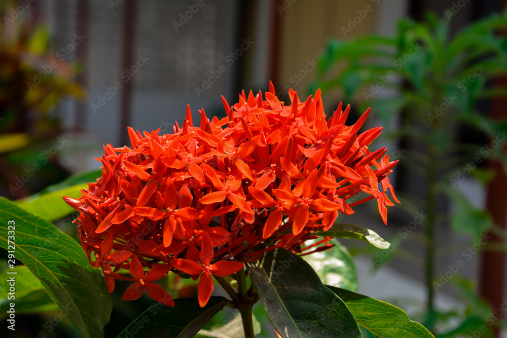 Red textured flower with blur background concept. Red textured flower with blur background concept.