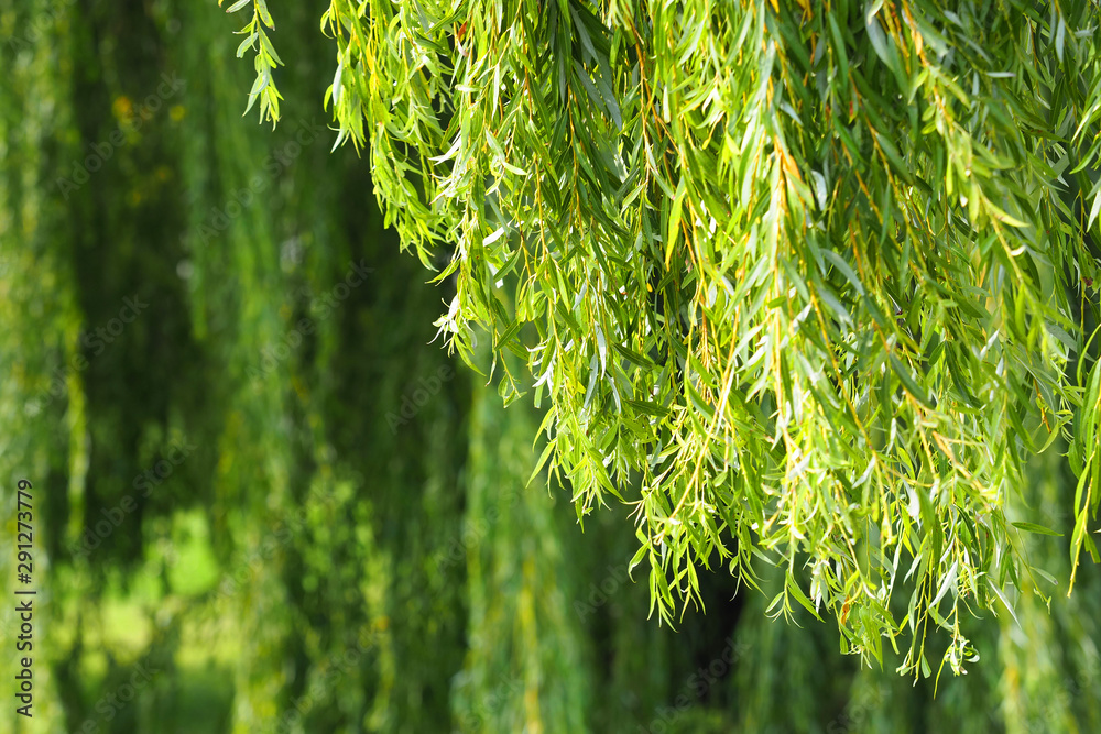 Weeping willow, natural green background - obrazy, fototapety, plakaty 