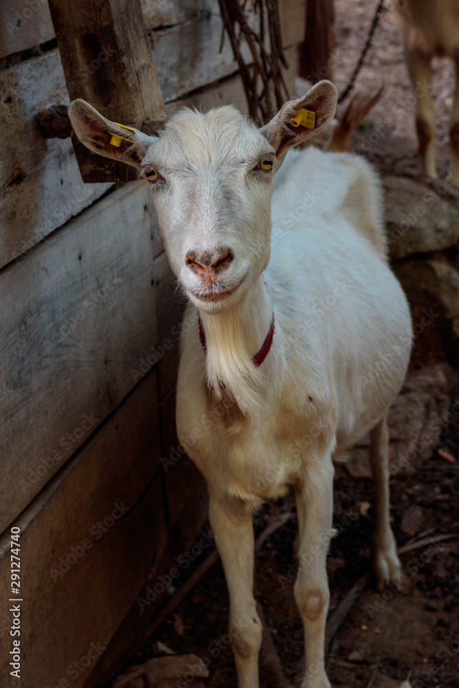 White goat portrait in the village of Black Peak, Serbia White goat portrait in the village of Black Peak, Serbia