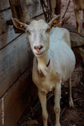 White goat portrait in the village of Black Peak, Serbia