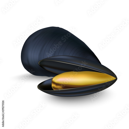 Realistic 3d Detailed Black Mussels Set Opened and Closed View. Vector