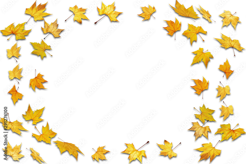 frame from dried leaves on white background frame from dried leaves on white background