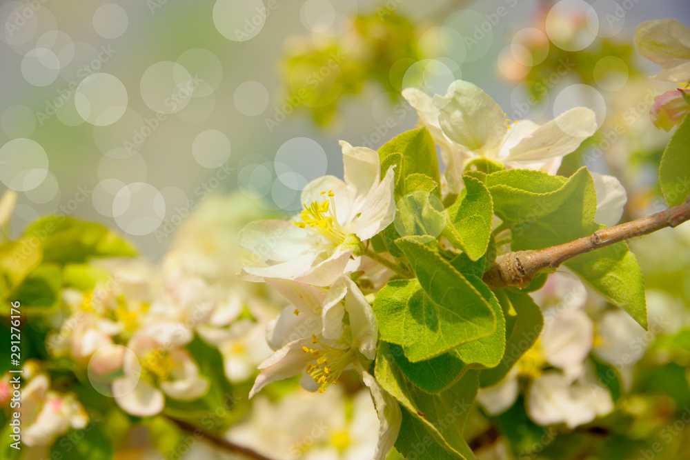 Obraz premium Apple tree branch with white flowers on a light background.