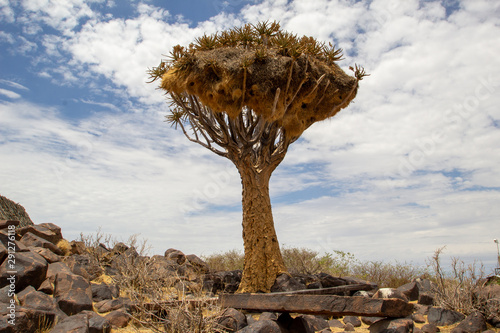 The Quiver Tree Keetmanshoop Namibia