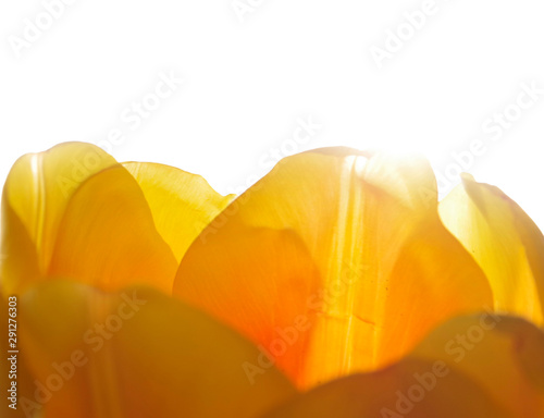 Wallpaper Mural Petals of a yellow tulip close up on a golden and shining background. Torontodigital.ca