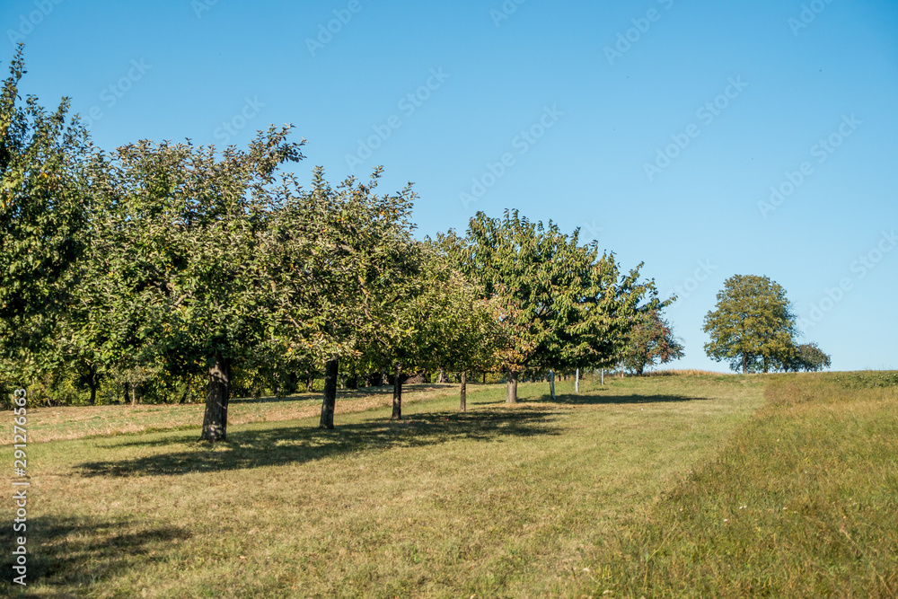 Baumgrundstück mit Obstbäumen im Spätsommer Baumgrundstück mit Obstbäumen im Spätsommer