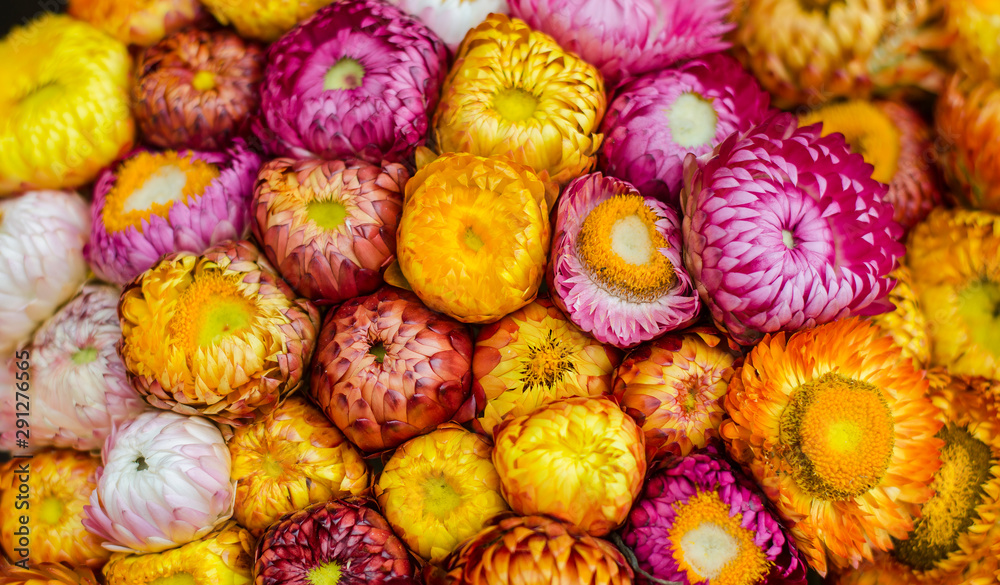 Helichrysum bracteatum or golden everlasting and strawflower have colorful Helichrysum bracteatum or golden everlasting and strawflower have colorful