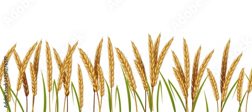 Realistic wheat. Cereals agriculture horizontal border seamless pattern. Vector illustration isolated background with spike wheats and green leaves on white background