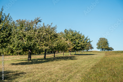 Baumgrundstück mit Obstbäumen im Spätsommer