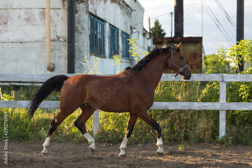 Vászonkép Horse hanoverian red brown color with white  strip line
