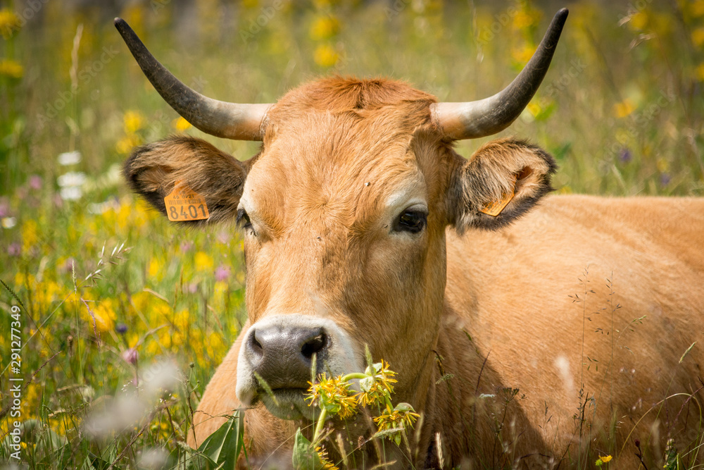 An Aubrac cow rests in a flowered field An Aubrac cow rests in a flowered field