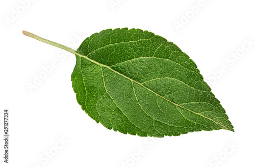 Apple leafs on a white background