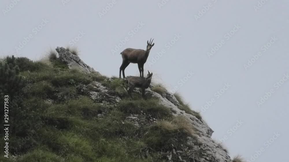 femmina di camoscio con piccolo femmina di camoscio con piccolo