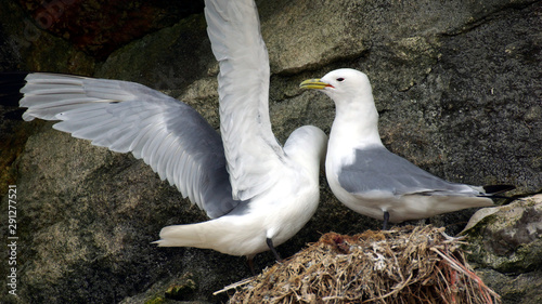 Pair of Kittiwakes on their Nest