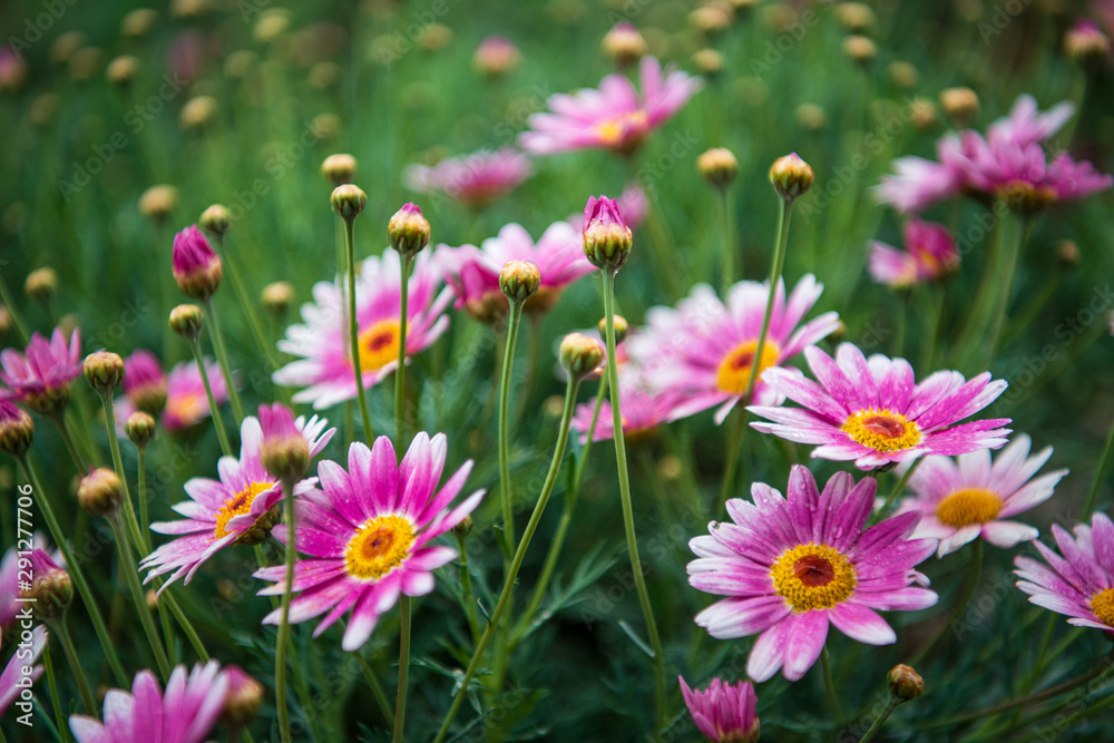 pink daisies in spring pink daisies in spring