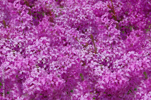 Violet background of flowers of lilac.